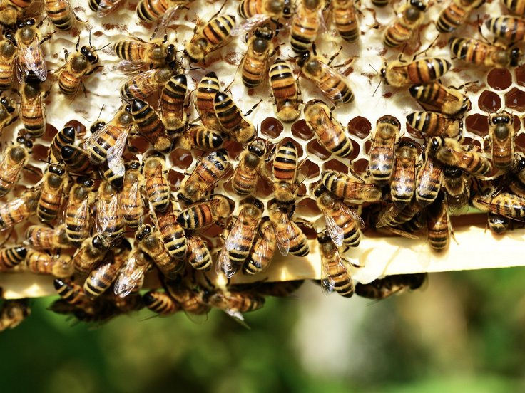 Große Anzahl von Honigbienen tummelt sich auf einer Wabe, teilweise kann man die Honigfüllung erkennen