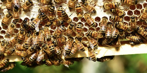 Große Anzahl von Honigbienen tummelt sich auf einer Wabe, teilweise kann man die Honigfüllung erkennen