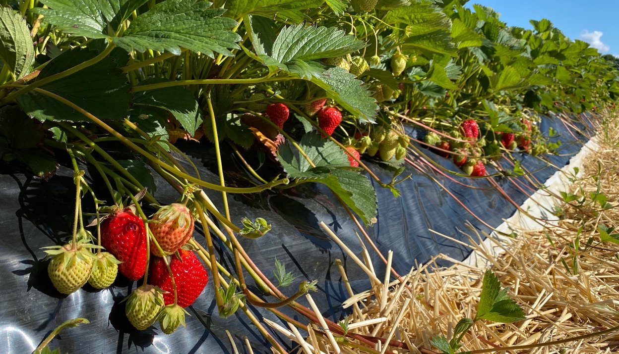 Selbstplfückfeld, Erdbeerpflanzen mit roten und noch unreifen Früchten auf Damm, im Gang daneben Stroh