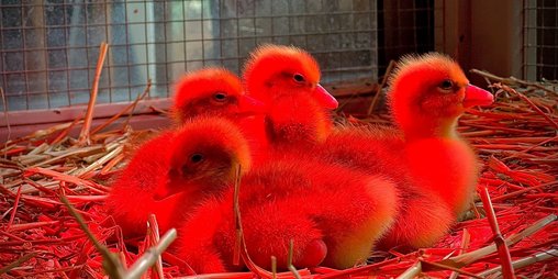 Mehrere Entenküken kuscheln zusammen im Stroh in rotem Licht einer Wärmelampe