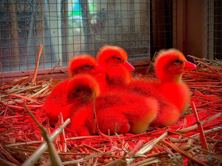Mehrere Entenküken kuscheln zusammen im Stroh in rotem Licht einer Wärmelampe